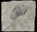 Bargain Dichorinus Crinoid Fossil - Illinois #47043-1